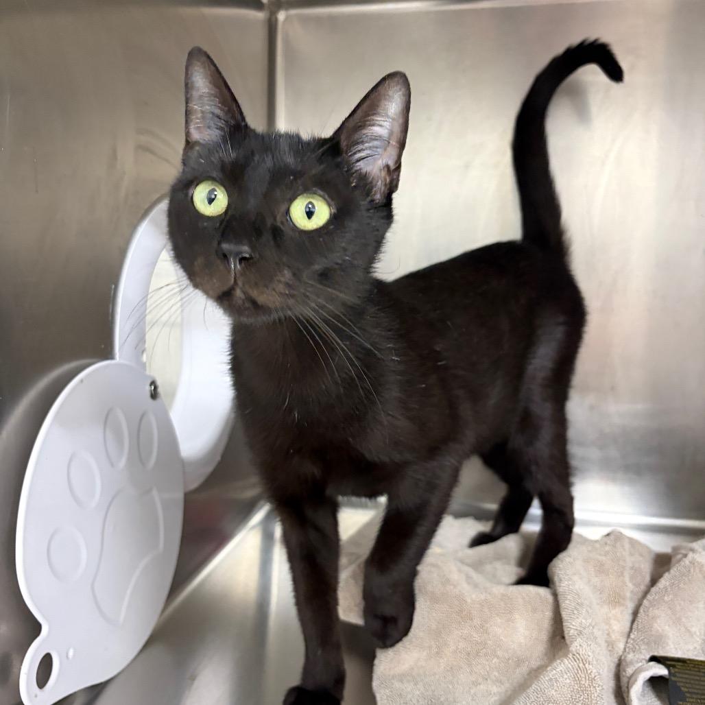 Enlarge Bailey, a Adoptable Domestic Short Hair in Newark, NJ image 1/4