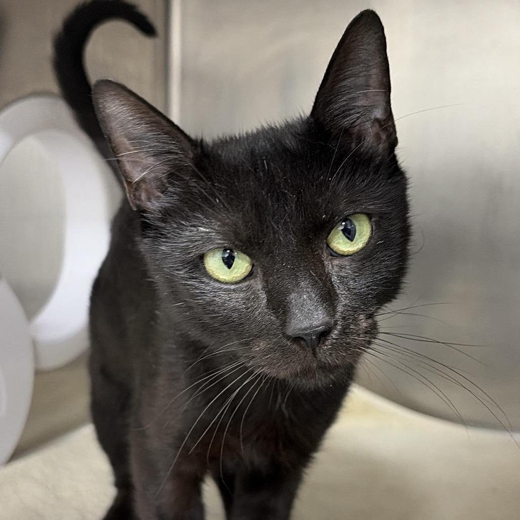 Enlarge Bailey, a Adoptable Domestic Short Hair in Newark, NJ image 2/4