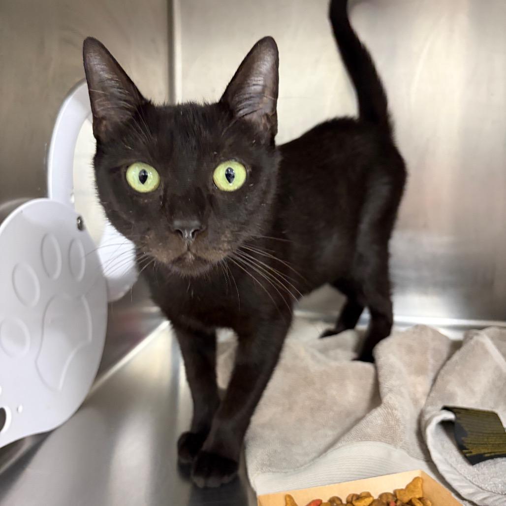 Enlarge Bailey, a Adoptable Domestic Short Hair in Newark, NJ image 3/4