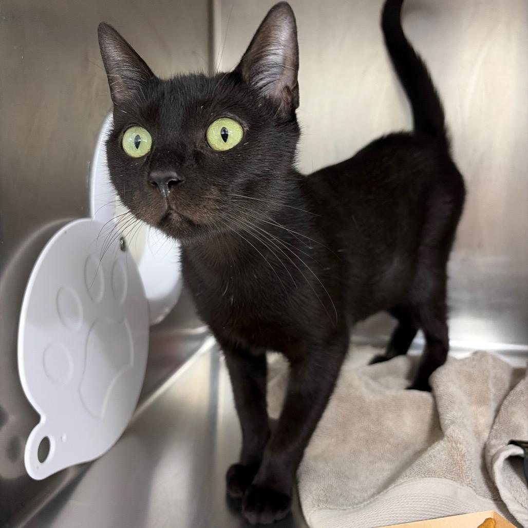 Enlarge Bailey, a Adoptable Domestic Short Hair in Newark, NJ image 4/4