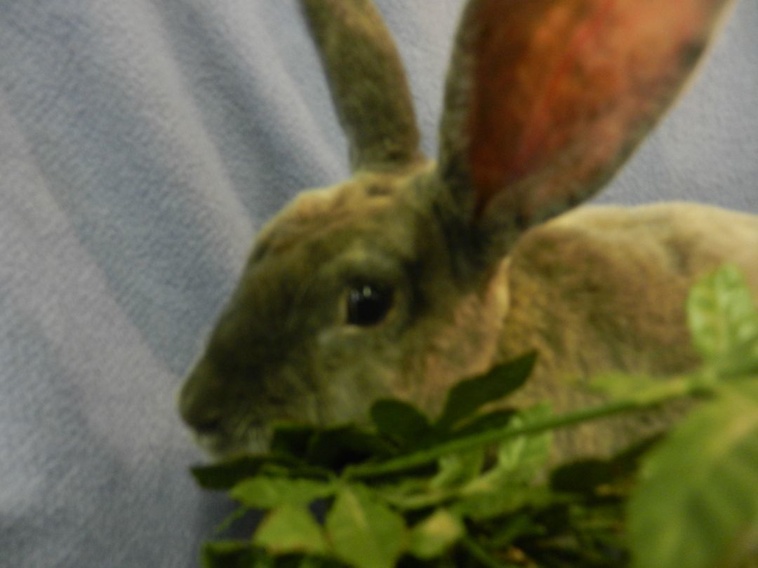 Artemis, a Adoptable Rex in Plymouth, MI image 1/8