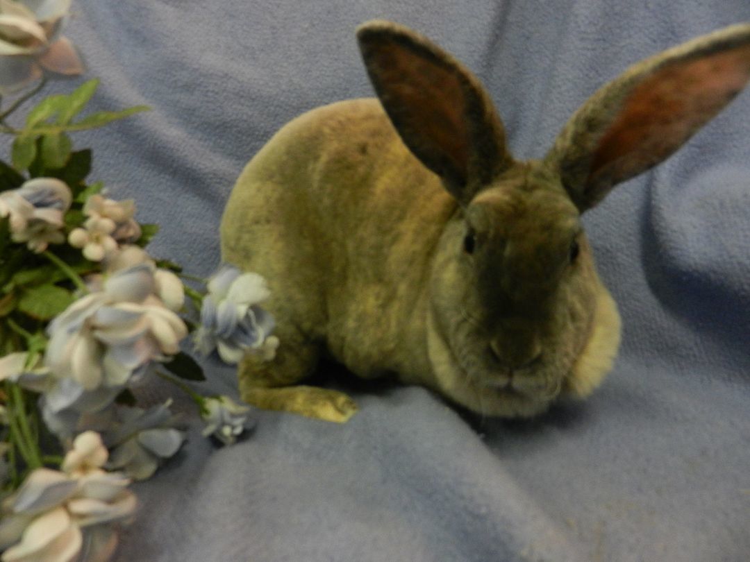 Artemis, a Adoptable Rex in Plymouth, MI image 2/8