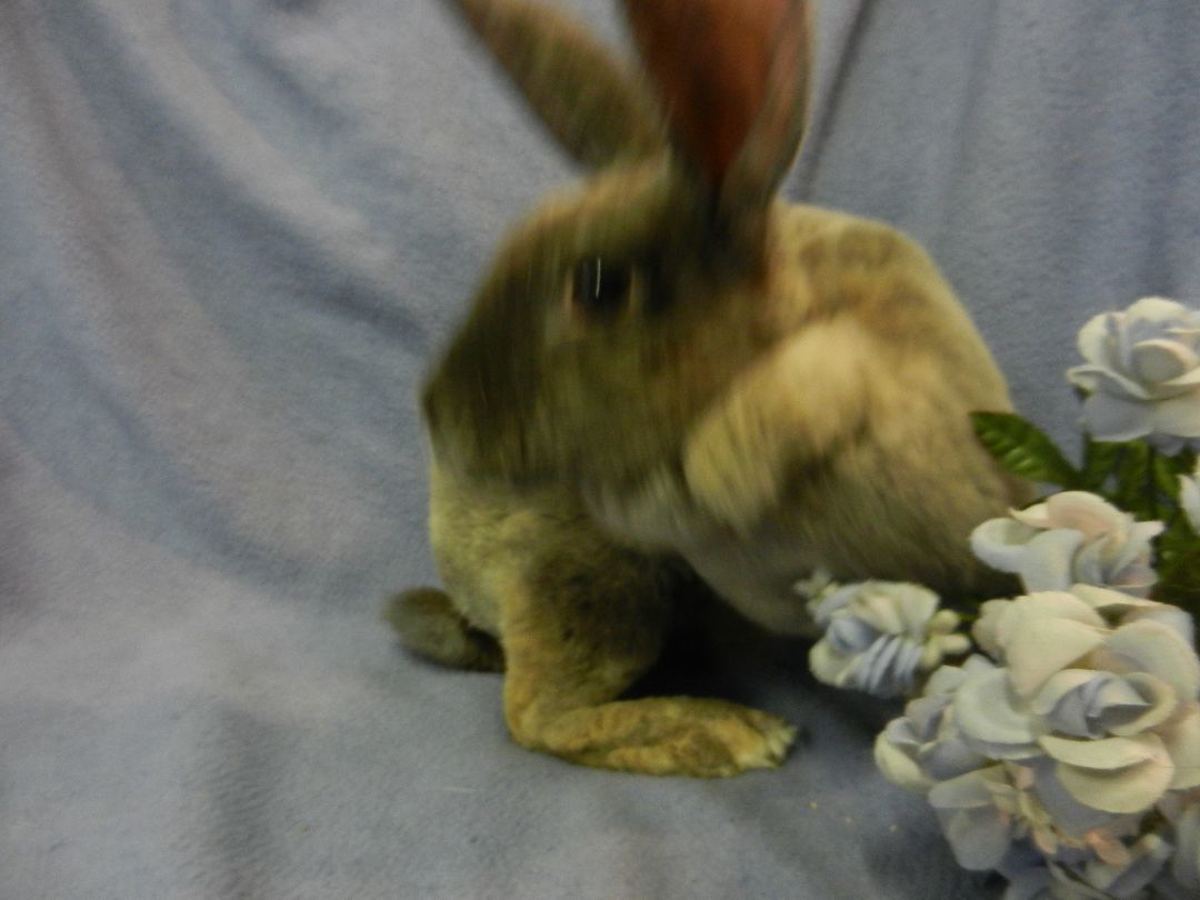 Artemis, a Adoptable Rex in Plymouth, MI image 3/8