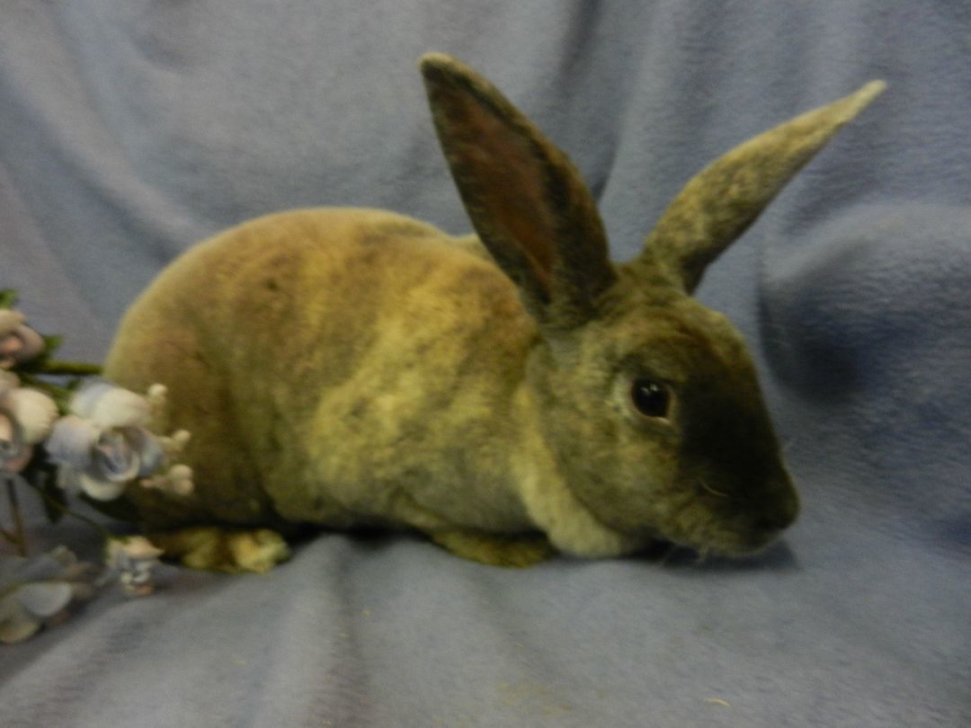 Artemis, a Adoptable Rex in Plymouth, MI image 4/8