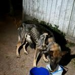 Enlarge Rudolph, a Adoptable German Shepherd Dog in Bridgton, ME image 3/4
