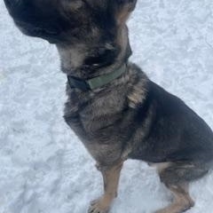 Enlarge Rudolph, a Adoptable German Shepherd Dog in Bridgton, ME image 2/4