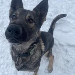 Enlarge Rudolph, a Adoptable German Shepherd Dog in Bridgton, ME image 1/4
