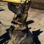 Enlarge Rudolph, a Adoptable German Shepherd Dog in Bridgton, ME image 4/4