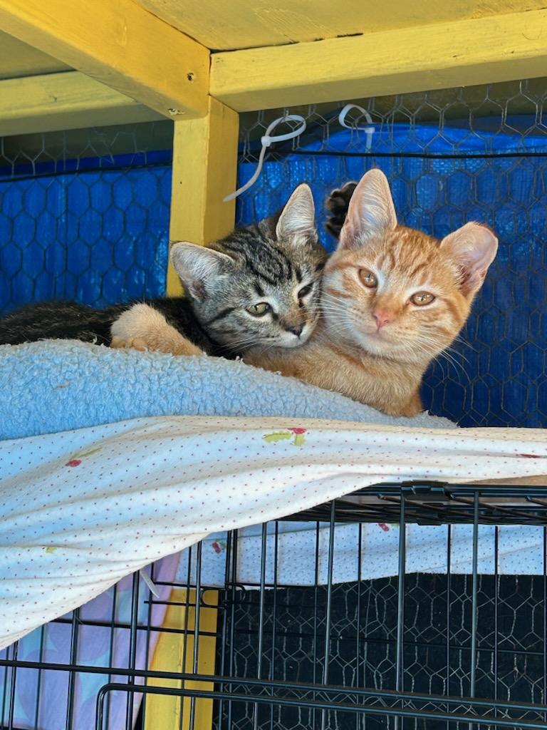 Sandy and Piper, a Adoptable Domestic Short Hair in Vallejo , CA image 1/6