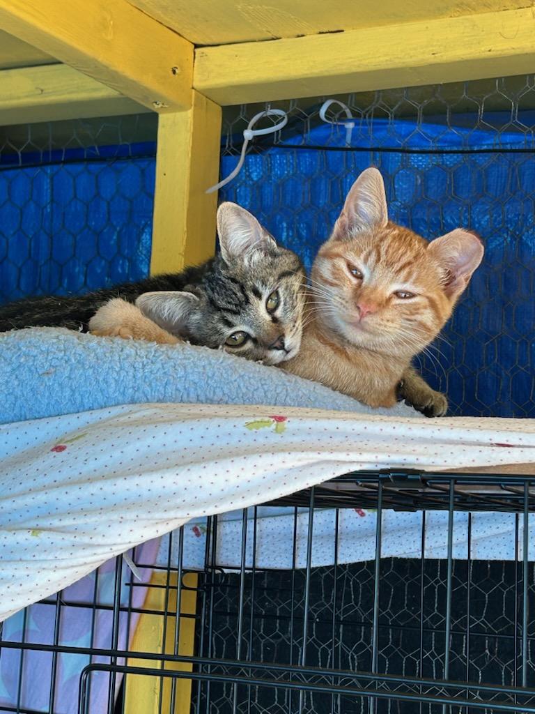 Sandy and Piper, a Adoptable Domestic Short Hair in Vallejo , CA image 2/6