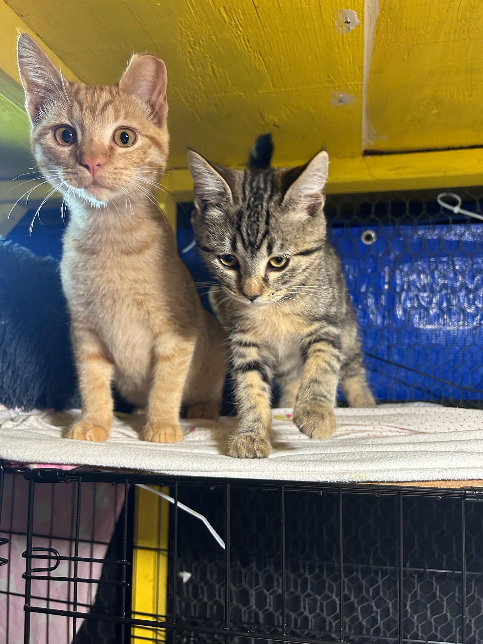 Sandy and Piper, a Adoptable Domestic Short Hair in Vallejo , CA image 3/6