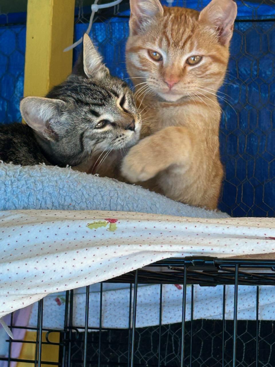 Sandy and Piper, a Adoptable Domestic Short Hair in Vallejo , CA image 4/6
