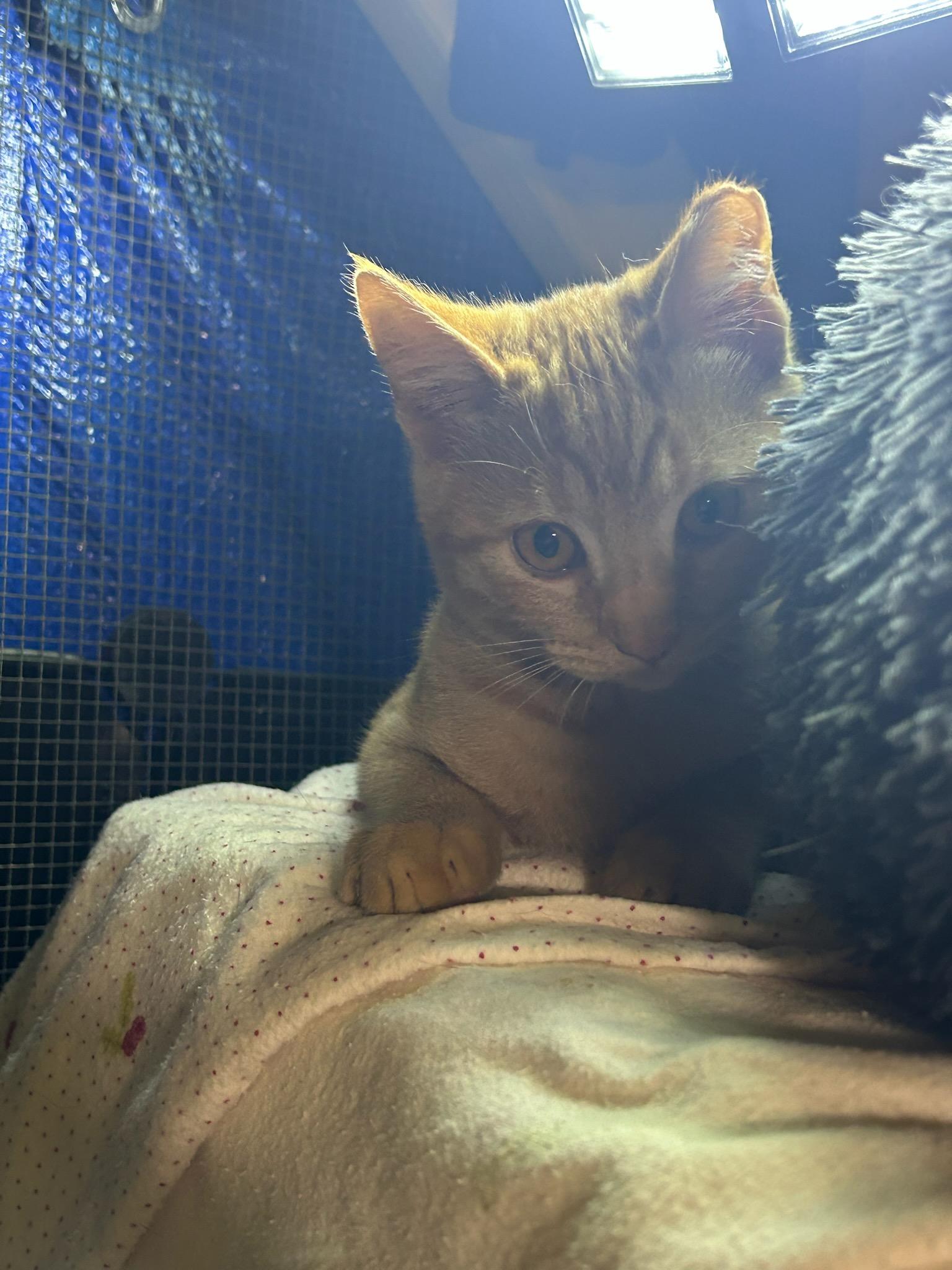 Sandy and Piper, a Adoptable Domestic Short Hair in Vallejo , CA image 5/6