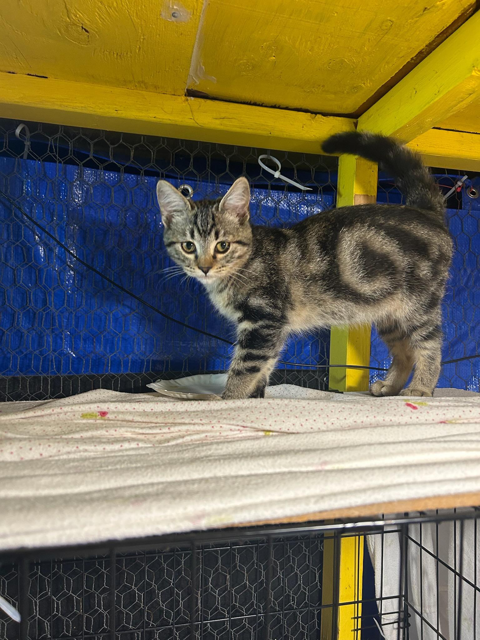 Sandy and Piper, a Adoptable Domestic Short Hair in Vallejo , CA image 6/6