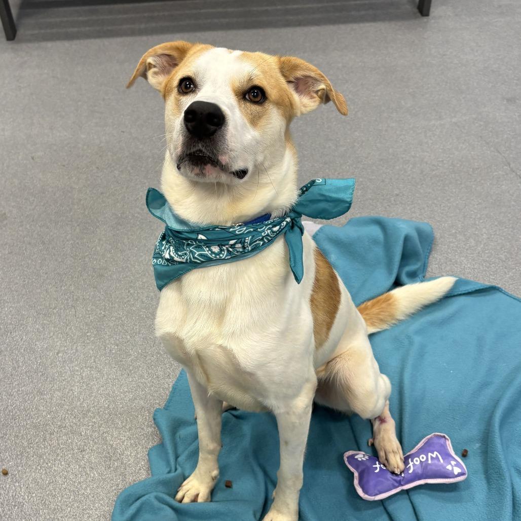 Enlarge Spike, a Adoptable Mixed Breed in Canal Winchester, OH image 1/2