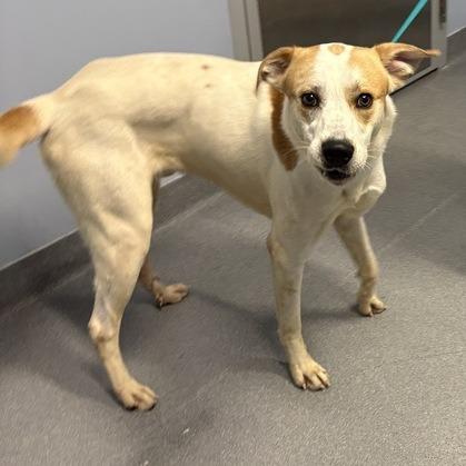 Enlarge Spike, a Adoptable Mixed Breed in Canal Winchester, OH image 2/2