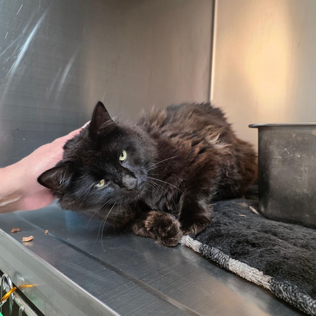 Sam, Adoptable, Adult Male Domestic Long Hair.