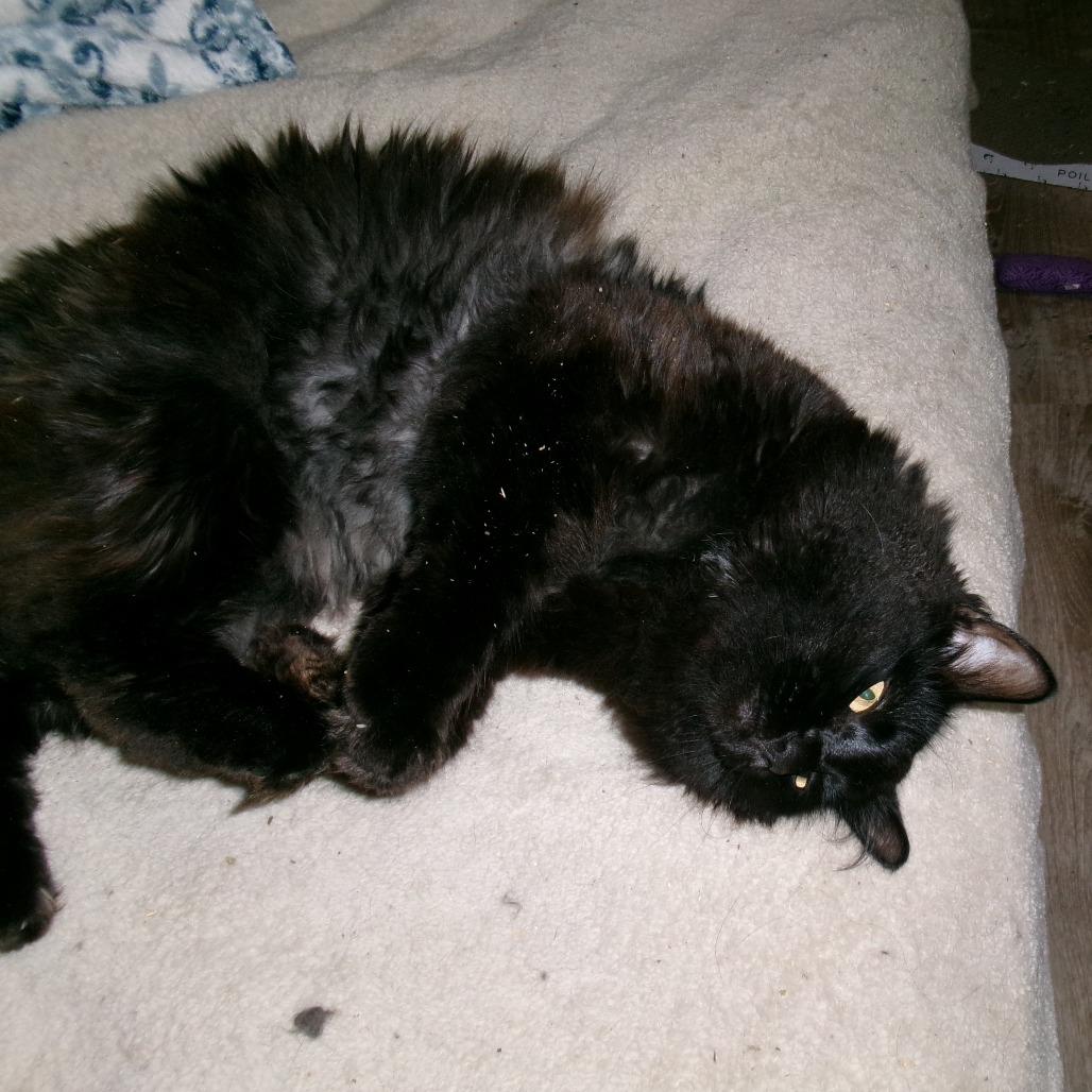 Sam, a Adoptable Domestic Long Hair in Allyn, WA image 2/5