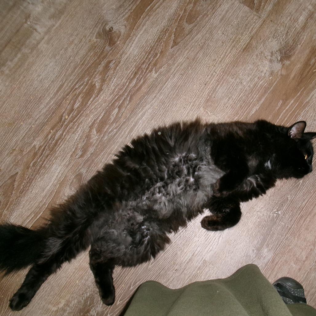 Sam, a Adoptable Domestic Long Hair in Allyn, WA image 3/5