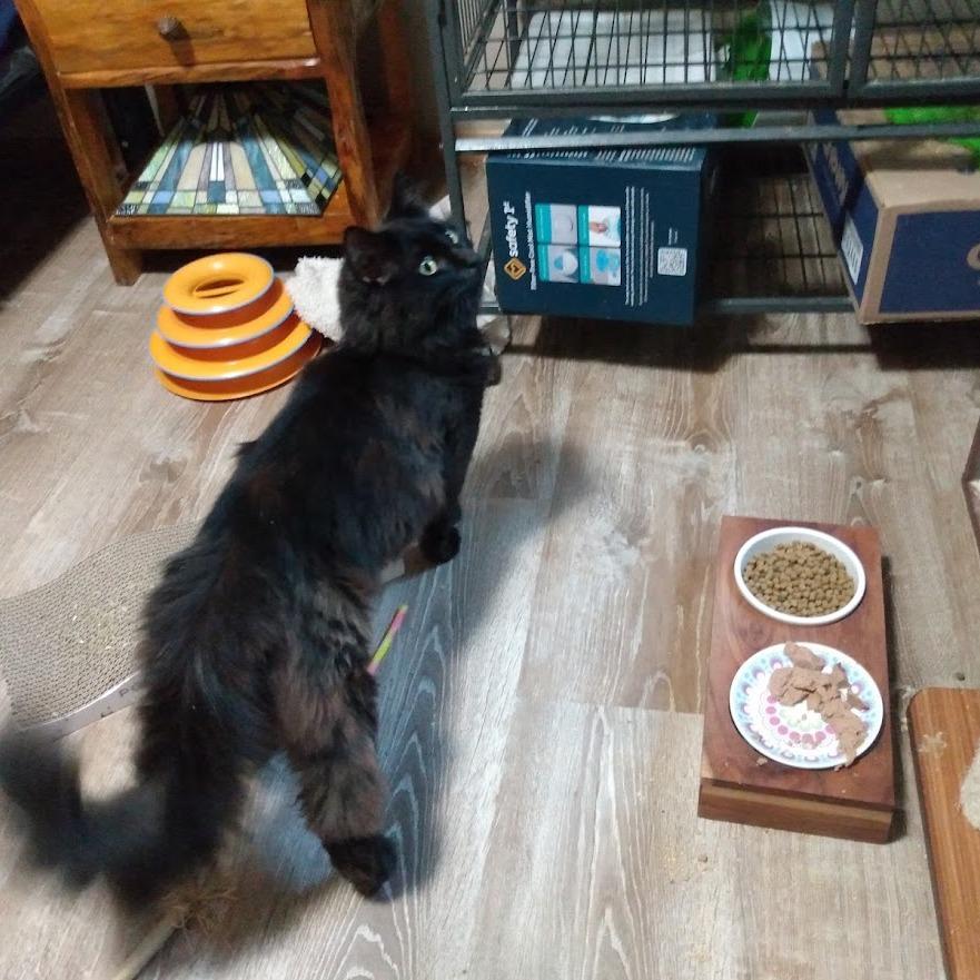 Sam, a Adoptable Domestic Long Hair in Allyn, WA image 4/5