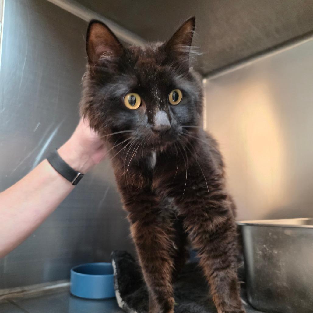 Sam, a Adoptable Domestic Long Hair in Allyn, WA image 5/5