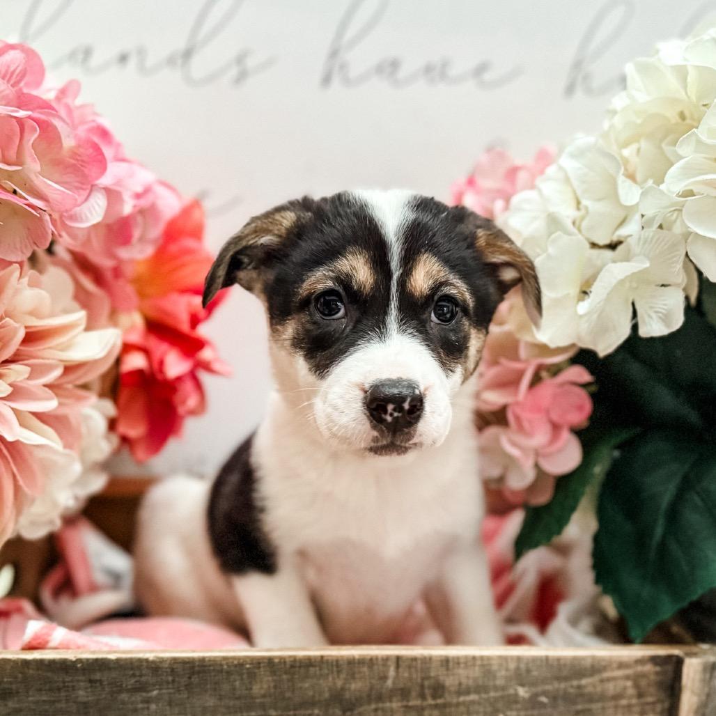 Yar , Adoptable, Puppy Female Shepherd & Labrador Retriever.