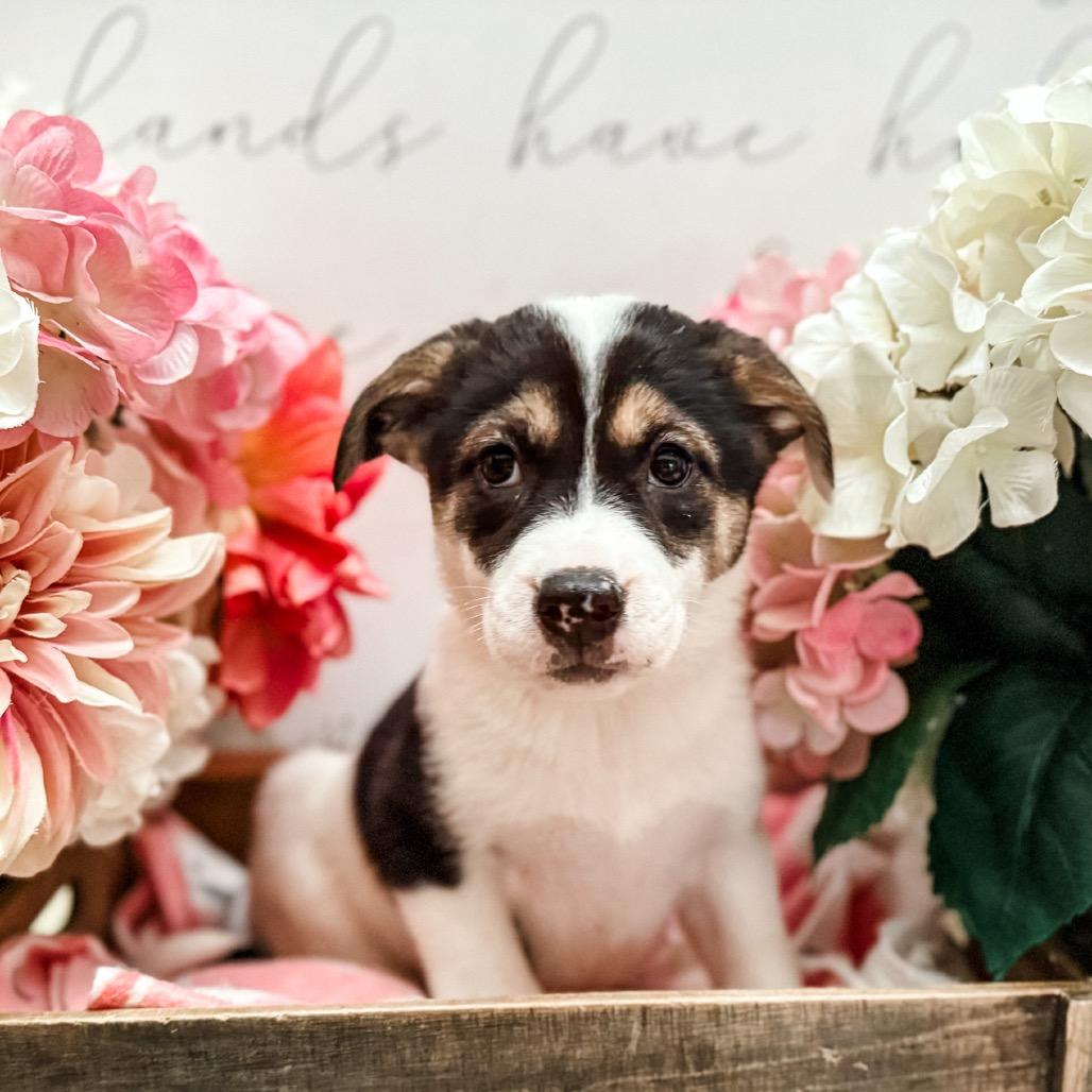 Enlarge Yar , a Adoptable mixed breed in Newberg, OR image 2/2