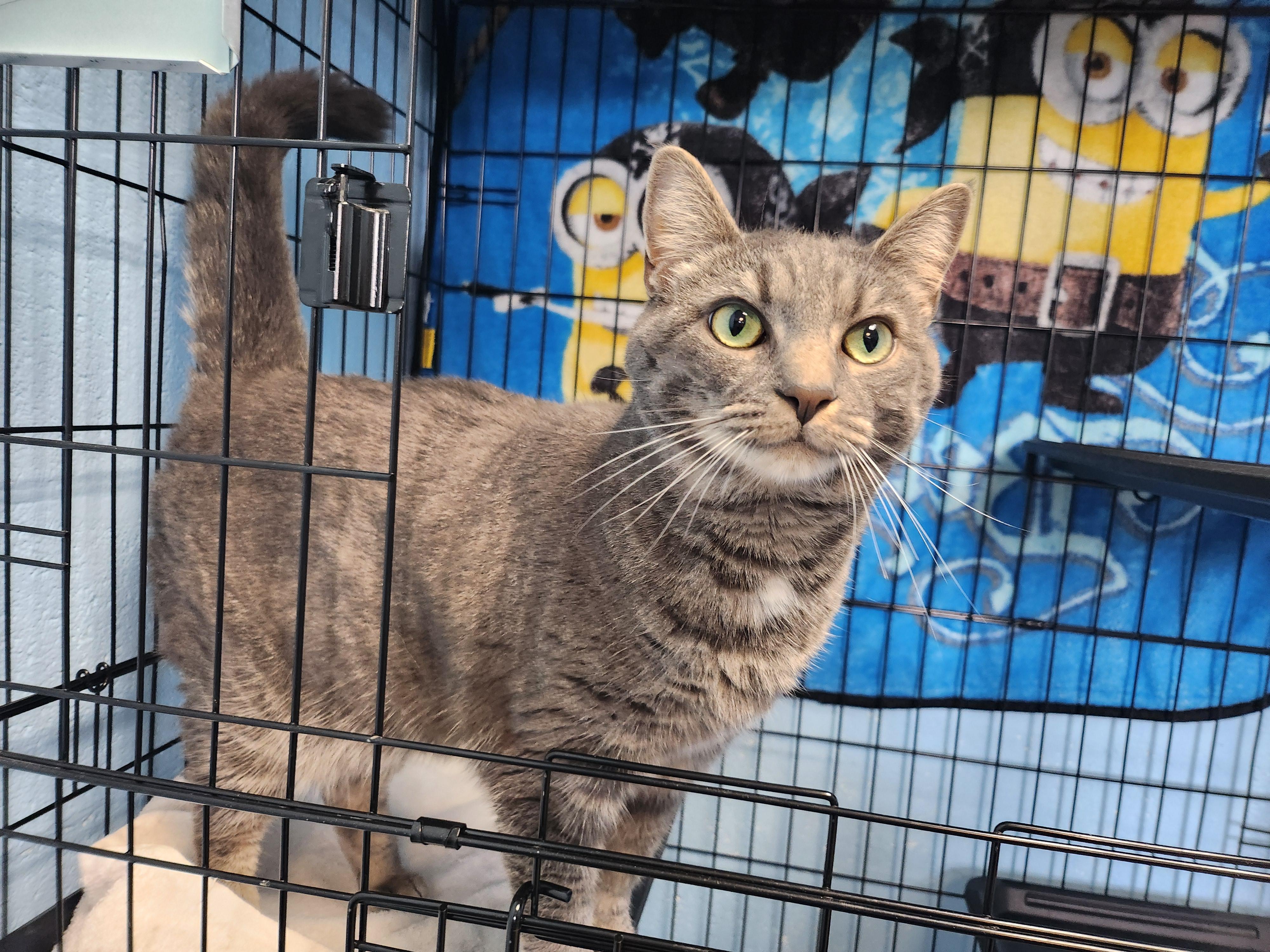 Enlarge Caroline, a ADOPTABLE Domestic Short Hair in Stanley, VA image 3/3