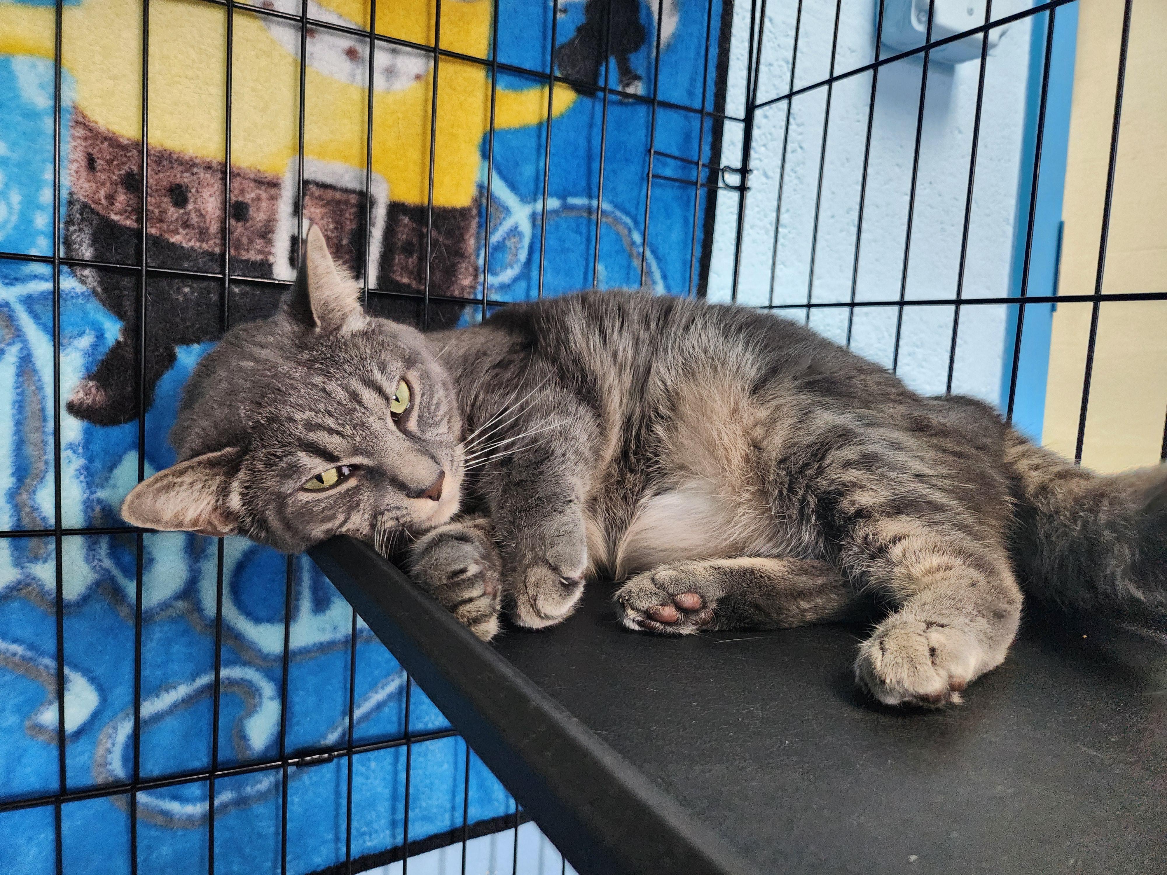 Enlarge Caroline, a ADOPTABLE Domestic Short Hair in Stanley, VA image 2/3
