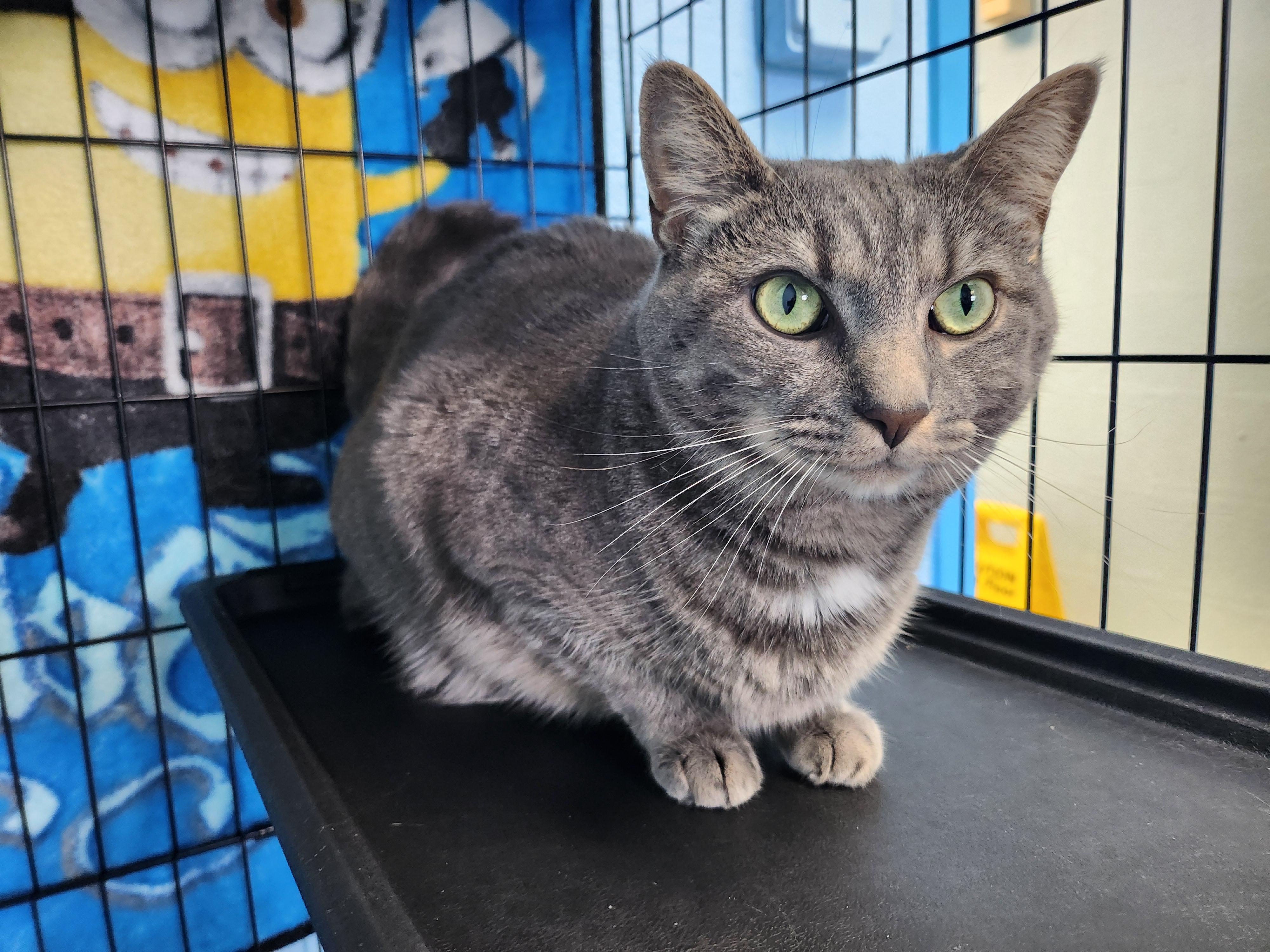 Enlarge Caroline, a ADOPTABLE Domestic Short Hair in Stanley, VA image 1/3