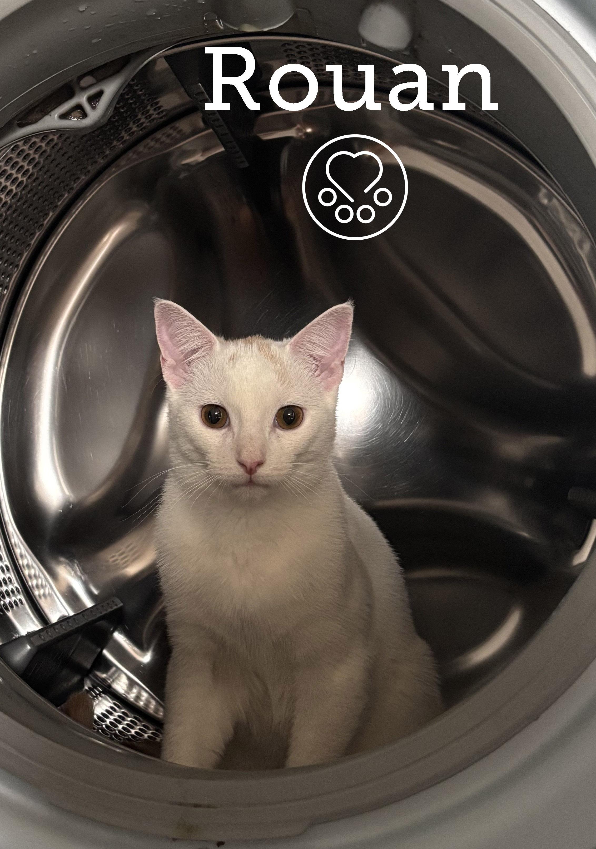 Rouan, Adoptable, Young Male Domestic Short Hair.