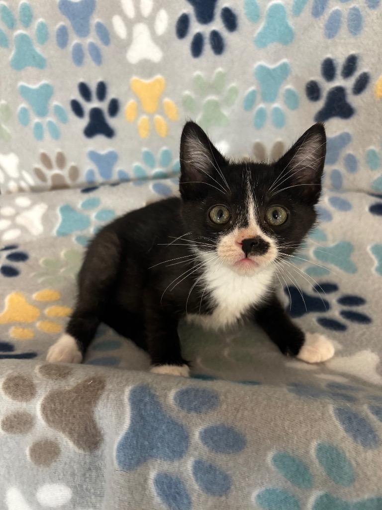 Enlarge Biscuit, a Adoptable mixed breed in Wabash, IN image 1/1
