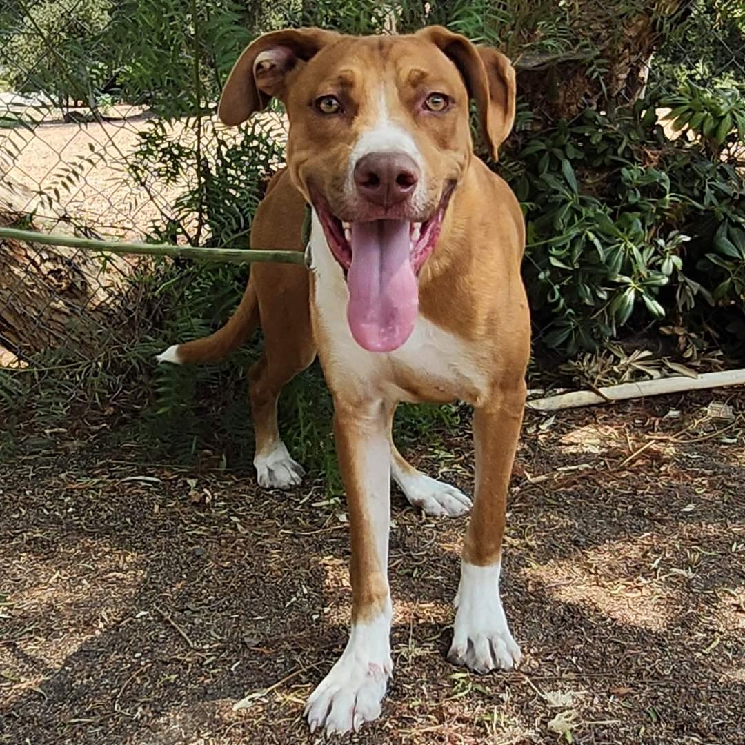 Tennis, a Adoptable mixed breed in Burbank, CA image 1/5