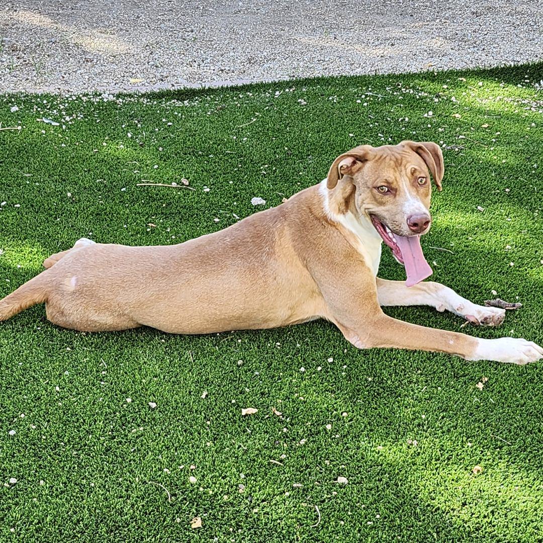Tennis, a Adoptable mixed breed in Burbank, CA image 2/5