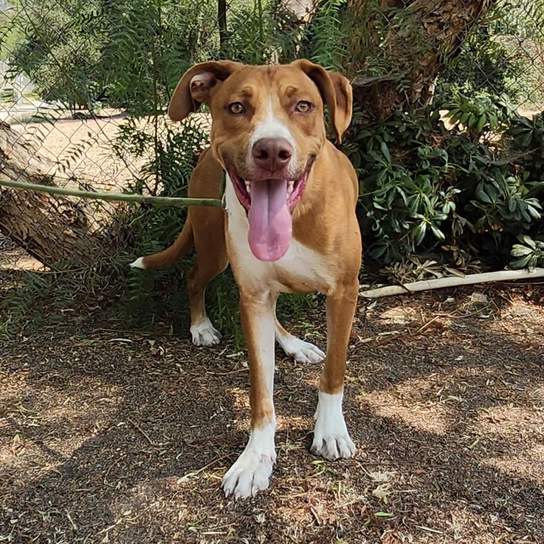 Tennis, a Adoptable mixed breed in Burbank, CA image 3/5