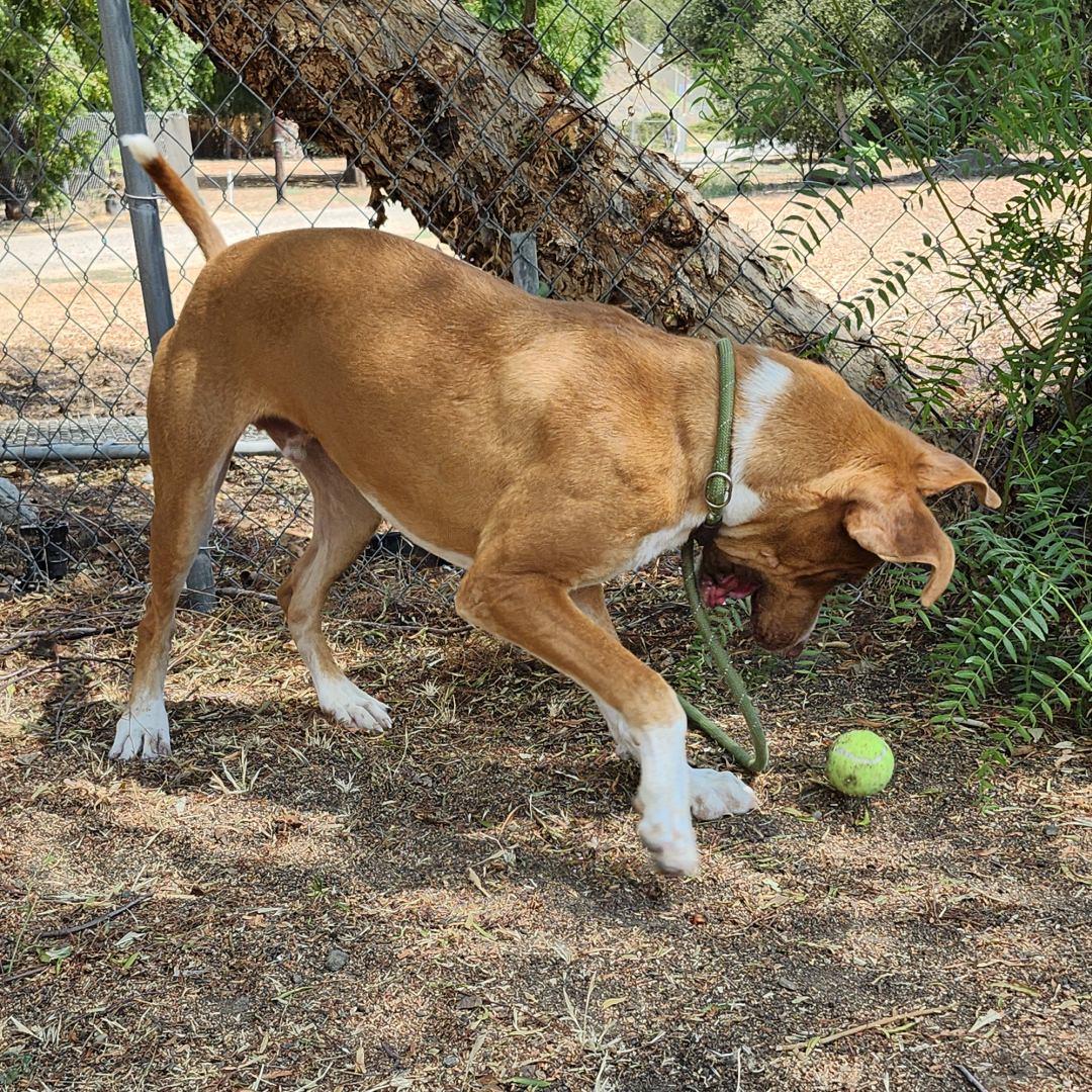 Tennis, a Adoptable mixed breed in Burbank, CA image 4/5