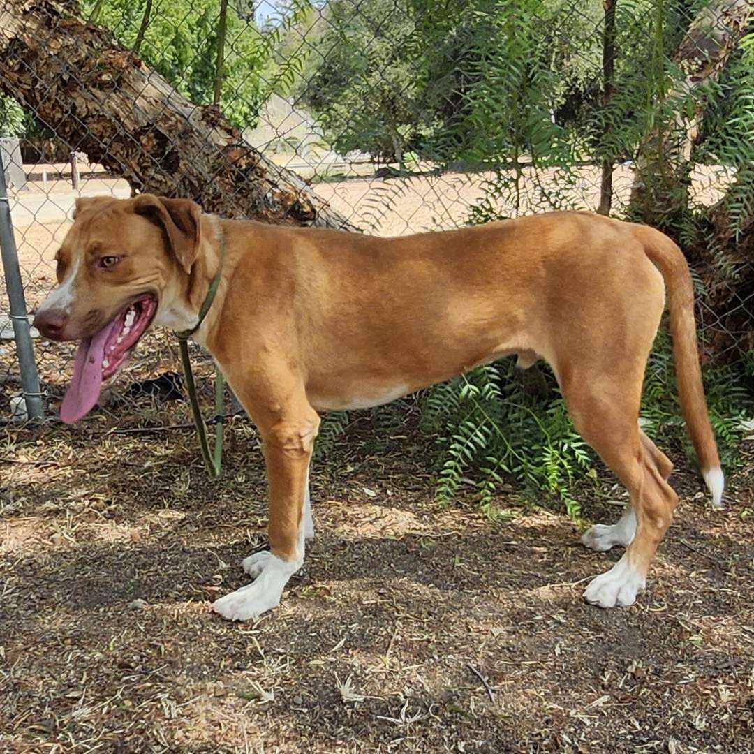 Tennis, a Adoptable mixed breed in Burbank, CA image 5/5
