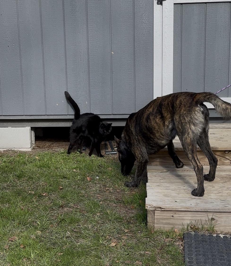 Chief , a Adoptable Dutch Shepherd in SYLVANIA, GA image 5/6