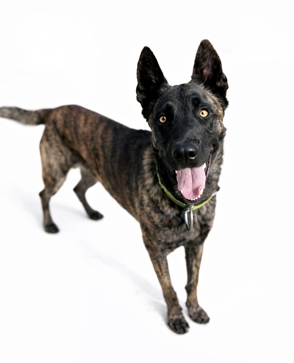 Chief , a Adoptable Dutch Shepherd in SYLVANIA, GA image 1/6