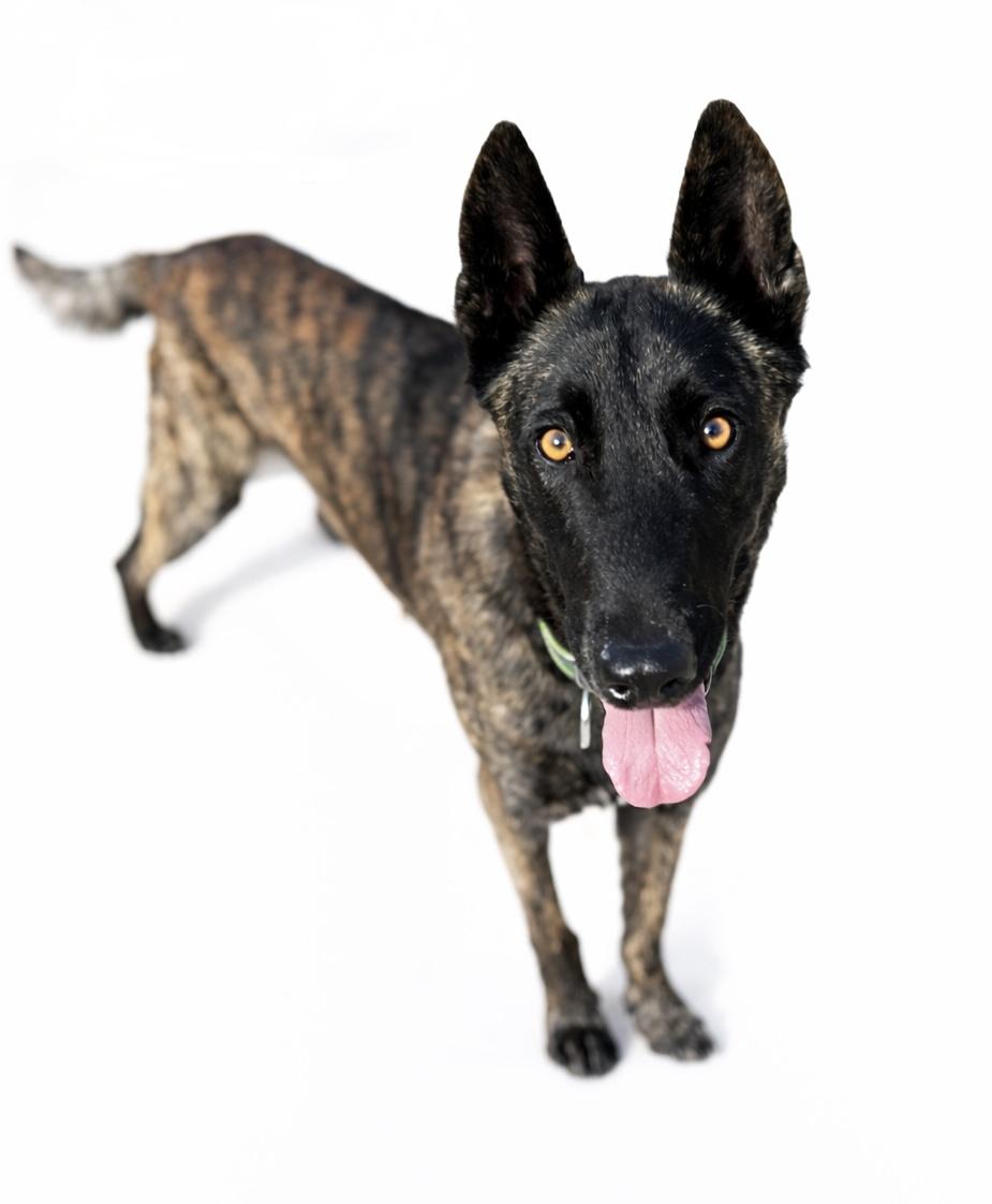 Chief , a Adoptable Dutch Shepherd in SYLVANIA, GA image 2/6