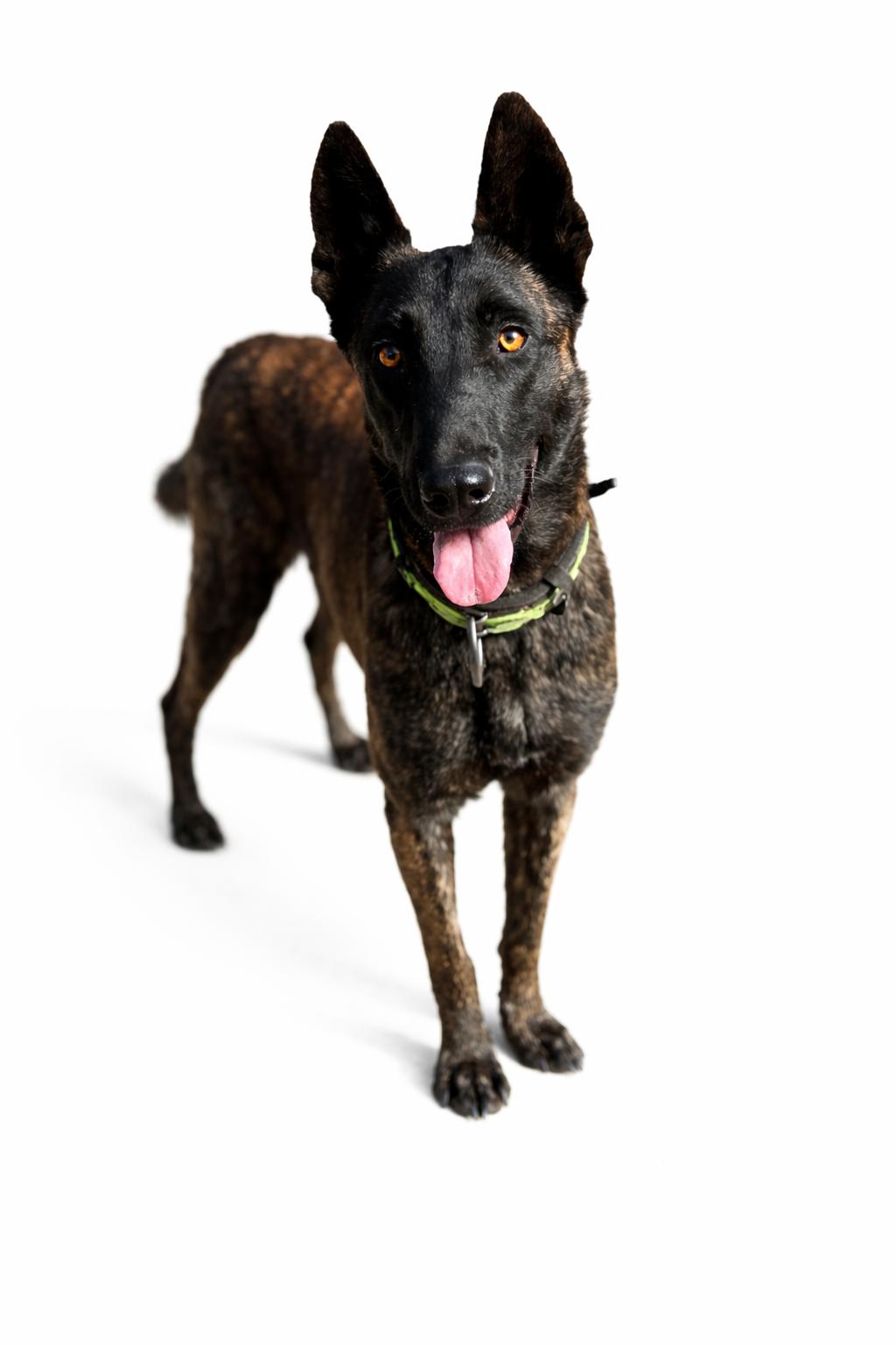 Chief , a Adoptable Dutch Shepherd in SYLVANIA, GA image 3/6