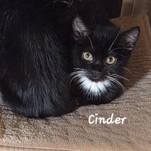 Cinder, Adoptable, Kitten Female Domestic Short Hair.