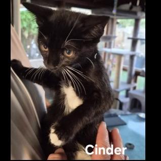Cinder, a Adoptable Domestic Short Hair in Prescott, AZ image 2/2