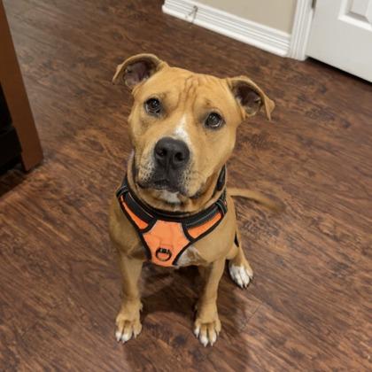 Ocho, Adoptable, Adult Male Pit Bull Terrier & Mixed Breed.