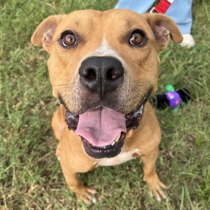 Enlarge Ocho, a Adoptable mixed breed in Bryan, TX image 2/3