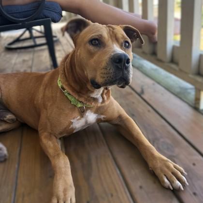 Enlarge Ocho, a Adoptable mixed breed in Bryan, TX image 3/3