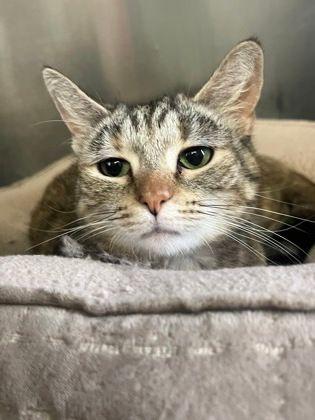 Enlarge Lyddie, a Adoptable Domestic Short Hair in Williamsport, PA image 1/3