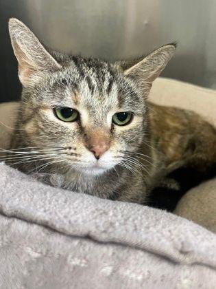 Enlarge Lyddie, a Adoptable Domestic Short Hair in Williamsport, PA image 2/3