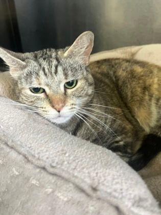 Enlarge Lyddie, a Adoptable Domestic Short Hair in Williamsport, PA image 3/3