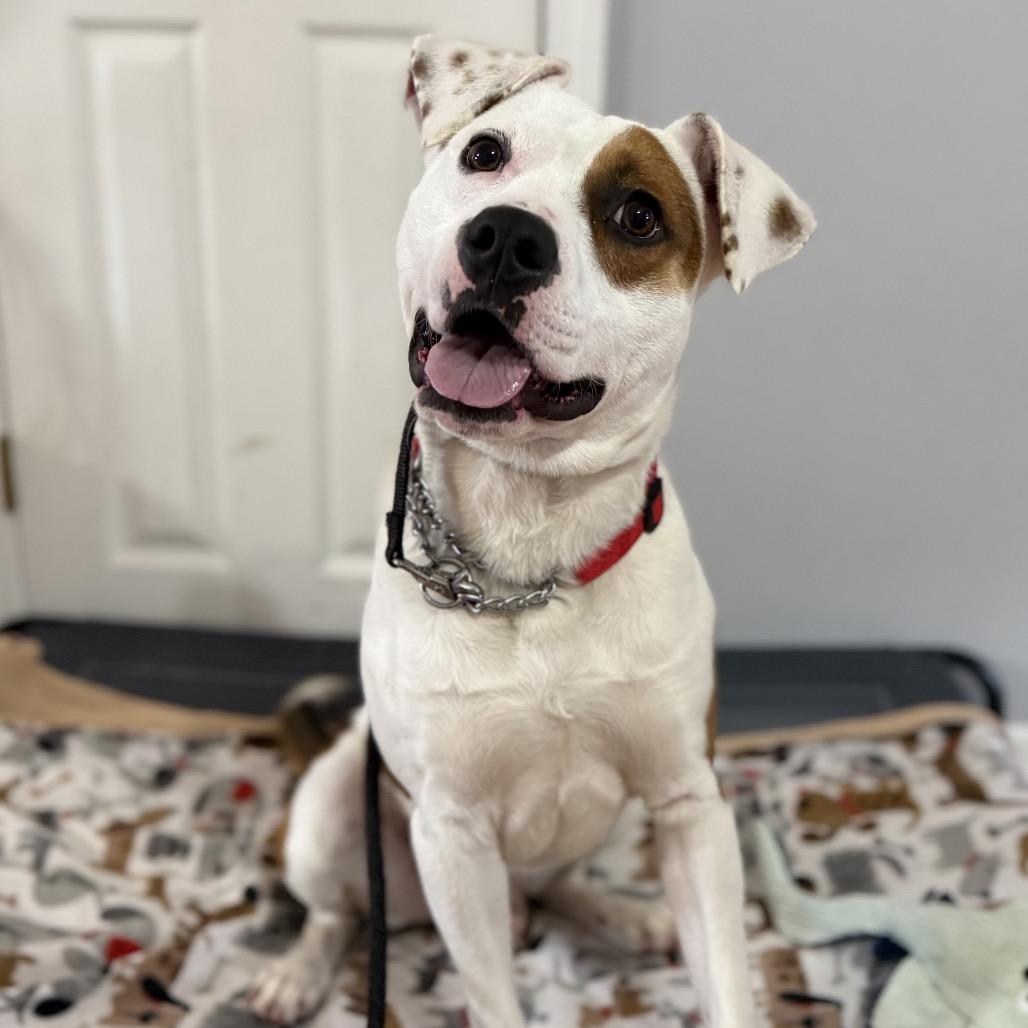 Dalton, a Adoptable mixed breed in Avon, OH image 1/6